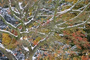 Images Dated 14th December 2008: USA, Washington. Snow-covered maple tree in fall color