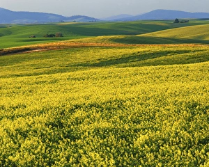 USA, Washington, Spokane County, Canola fields in bloom