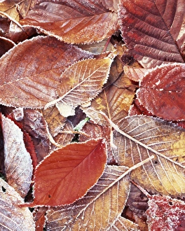 USA, Washington, Spokane County, Cherry leaves with frost