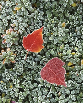 USA, Washington, Spokane County, Frosted Hawthorn leaves