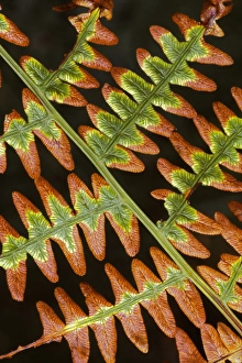 Images Dated 20th March 2013: USA, Washington, Spokane County, Mt Spokane State Park, Brachen Fern