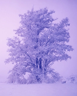 Frosted Prints: USA, Washington, Spokane County, Frosted locust