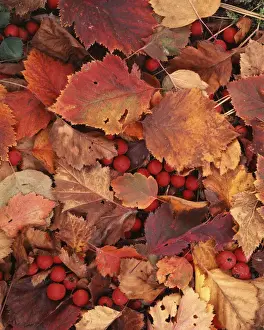 Charles Gurche Prints: USA, Washington, Spokane County Hawthorn leaves and berries