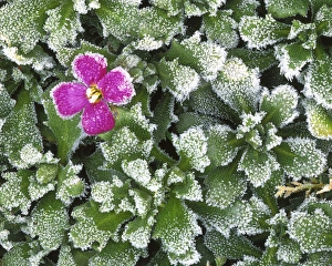 USA, Washington, Spokane County, Rockress with frost