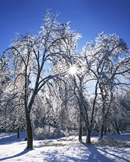 Charles Gurche Prints: USA, Washington, Spokane County, trees with ice