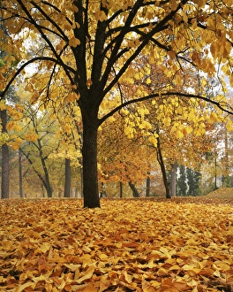 Charles Gurche Prints: USA, Washington, Spokane, Manito Park, Autumn