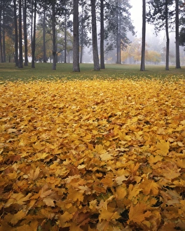 USA, Washington, Spokane, Manito Park, Autumn