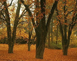 USA, Washington, Spokane, Manito Park, Autumn