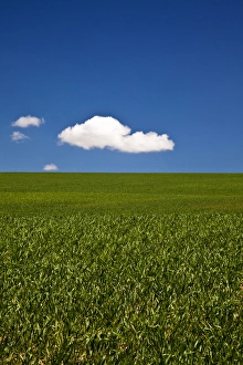 Images Dated 9th June 2009: USA, Washington, Spring in Palouse Country Washington