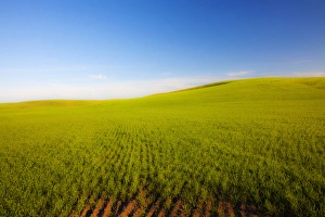 Full Prints: USA, Washington, Spring in Palouse Country Washington