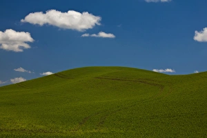 Images Dated 9th June 2009: USA, Washington, Spring in Palouse Country Washington