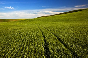 Images Dated 9th June 2009: USA, Washington, Spring in Palouse Country Washington