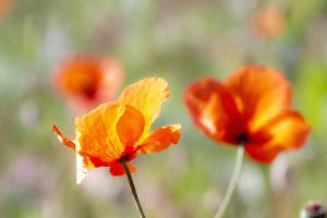 Images Dated 10th June 2009: USA, Washington, Spring in Palouse Country Washington with Fire Poppies