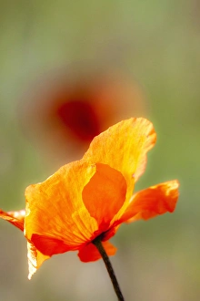 USA, Washington, Spring in Palouse Country Washington with Fire Poppies