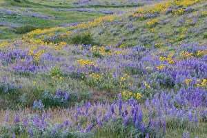 Lupine Prints: USA, Washington State