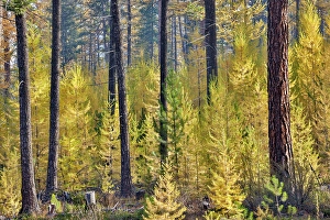 Images Dated 16th September 2024: USA, Washington State