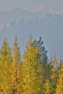 Smoke Prints: USA, Washington State