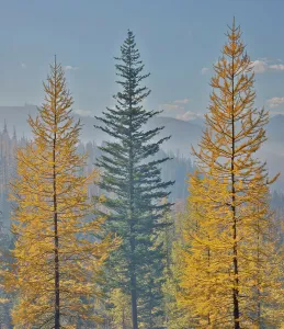 Smoke Prints: USA, Washington State