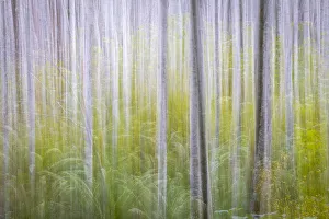 Images Dated 29th April 2021: USA, Washington State. Abstract of young alder trees in autumn