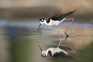Gary Luhm Prints: USA. Washington State. Adult Black-necked Stilt (Himantopus mexicanus) forages along
