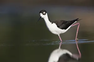 Images Dated 3rd June 2016: USA. Washington State. Adult Black-necked Stilt (Himantopus mexicanus) forages along