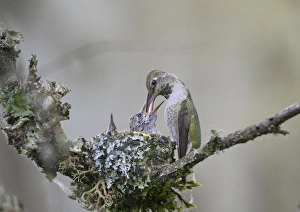 USA. Washington State. Adult female Annas Hummingbird (Calypte anna) at cup