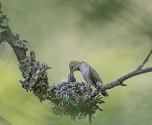 USA. Washington State. Adult female Annas Hummingbird (Calypte anna) at cup