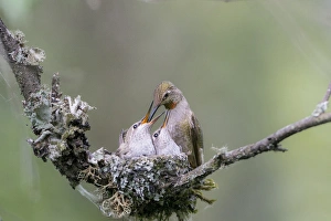 USA. Washington State. Adult female Annas Hummingbird (Calypte anna) at cup