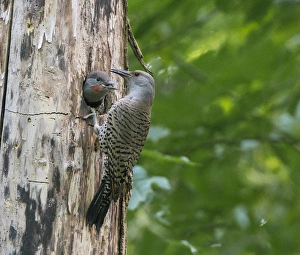 Nest Hole Prints: USA. Washington State. Adult female Northern Flicker (Colaptes auratus) feeds a male