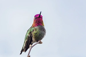 Images Dated 16th February 2016: USA. Washington State. Adult male Annas Hummingbird (Calypte anna) flashes his