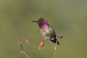 Images Dated 26th February 2016: USA. Washington State. Adult male Annas Hummingbird (Calypte anna) flashes his