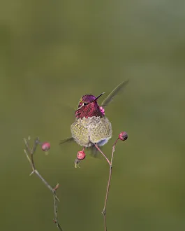 Images Dated 26th February 2016: USA. Washington State. Adult male Annas Hummingbird (Calypte anna) flashes his