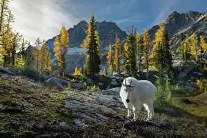 Subalpine Prints: USA, Washington State. Adult male Mountain Goat (Oreamnos americanus) near Horseshoe