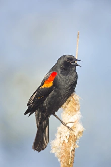 Gary Luhm Prints: USA. Washington State. Adult male Red-winged Blackbird (Agelaius phoeniceus) sings