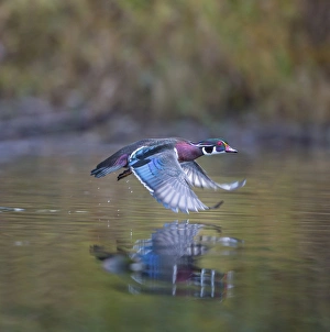USA. Washington State. Adult male Wood Duck (Aix sponsa) flies over a marsh