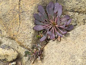 Images Dated 26th July 2019: USA, Washington State. Alpine Lakes Wilderness, Stuart Range, Alpine Spring Beauty