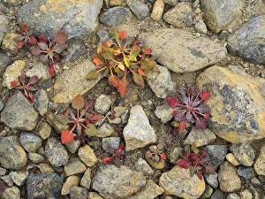 Images Dated 26th July 2019: USA, Washington State. Alpine Lakes Wilderness, Stuart Range, Wild Buckwheat
