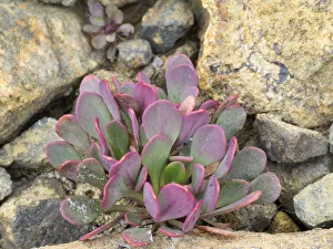 Images Dated 26th July 2019: USA, Washington State. Alpine Lakes Wilderness, Stuart Range, Alpine Spring Beauty