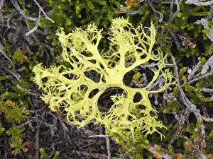 Images Dated 26th July 2019: USA, Washington State. Alpine Lakes Wilderness, Stuart Range, Lichen, Evernia prunastri