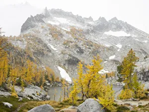 Images Dated 26th July 2019: USA, Washington State. Alpine Lakes Wilderness, Enchantment Lakes, Golden Larch trees