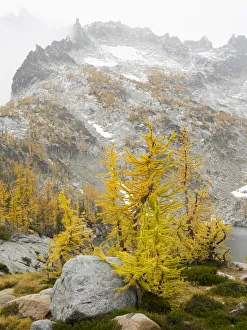 Images Dated 26th July 2019: USA, Washington State. Alpine Lakes Wilderness, Enchantment Lakes, Golden Larch trees