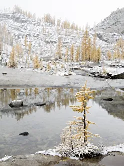 Images Dated 26th July 2019: USA, Washington State. Alpine Lakes Wilderness, Enchantment Lakes, Larch trees