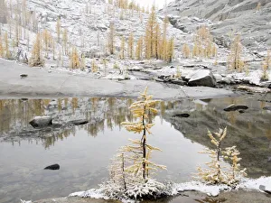 Images Dated 26th July 2019: USA, Washington State. Alpine Lakes Wilderness, Enchantment Lakes, Larch trees