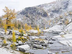 Images Dated 26th July 2019: USA, Washington State. Alpine Lakes Wilderness, Enchantment Lakes, Golden Larch trees
