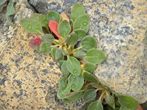 Images Dated 26th July 2019: USA, Washington State. Alpine Lakes Wilderness, Stuart Range, Wild Buckwheat