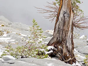 Images Dated 26th July 2019: USA, Washington State. Alpine Lakes Wilderness, Enchantment Lakes, Larch trunk