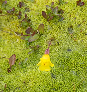 Images Dated 26th July 2019: USA, Washington State. Alpine Lakes Wilderness, Stuart Range, Yellow Monkeyflower