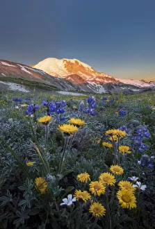 USA, Washington State. Alpine wildflowers Dwarf Lupine (Lupinus lepidus), Tolmies Saxifrage