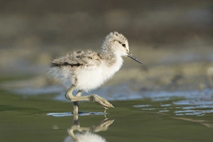 Images Dated 3rd June 2016: USA. Washington State. American Avocet (Recurvirostra americana) chick forages along