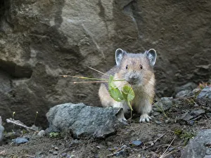 USA, Washington State. American Pika (Ochotona princeps) harvests vegetation for winter cache at Mt